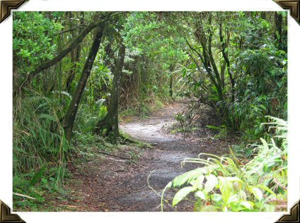 rain forest path to
                            volcano