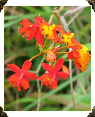 orange
                    orchid