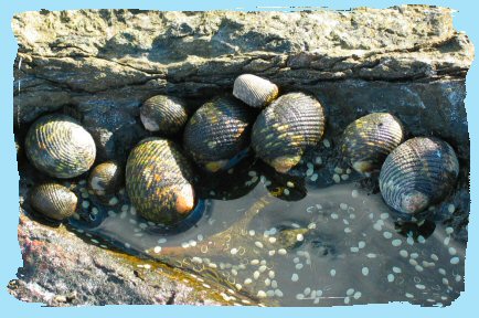 tidal pool