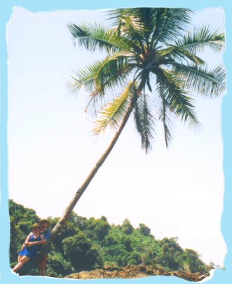 us palm tree