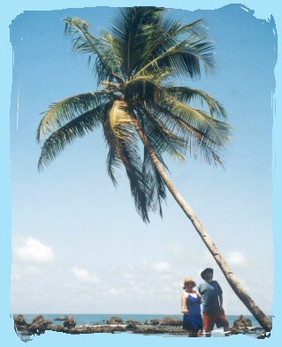 us palm tree