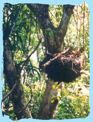 termit nest