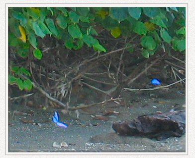 blue morpho
              butterfly