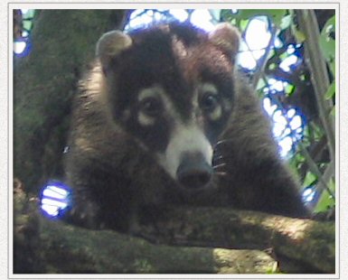 coati