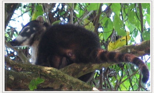 coati