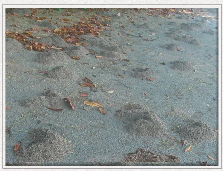 tapir tracks