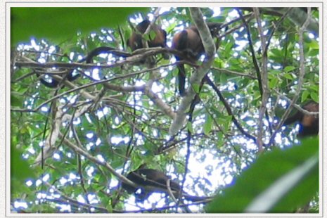 howler monkeys