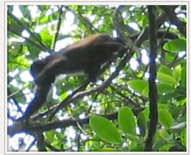 howler monkey