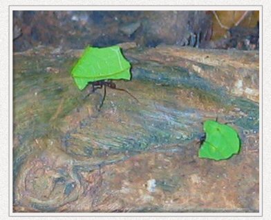 leaf
                  cutter ants