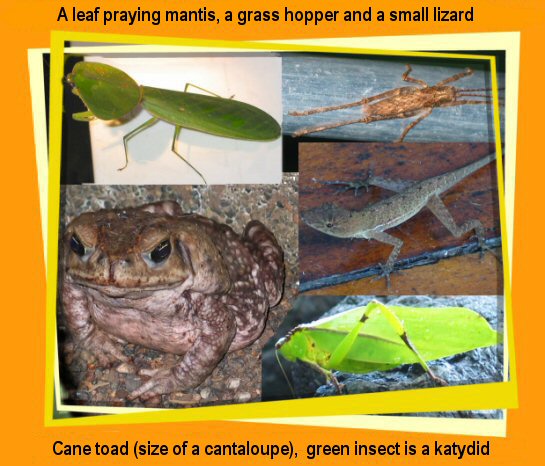 insects, toads & lizards