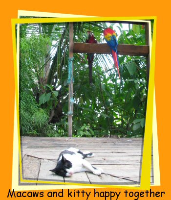 cat macaws
