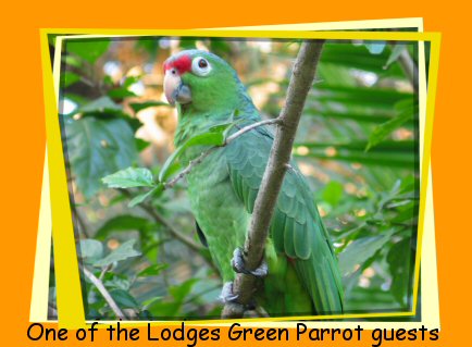 green parrot