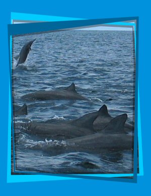 dolphins