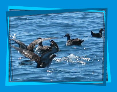 brown booby
                    bird