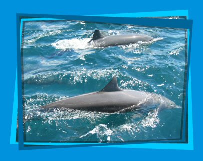 dolphins