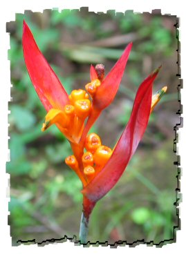 heliconia