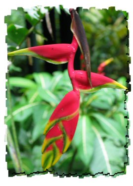 heliconia