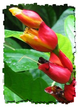 heliconia