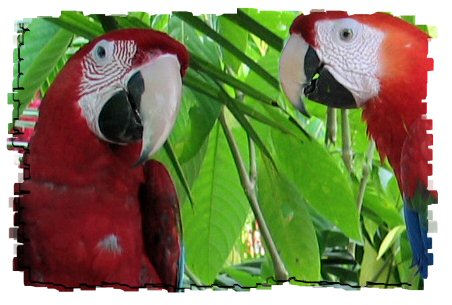 macaws