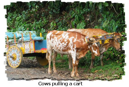 oxcart
                    & cows