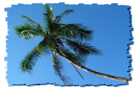 palmtree