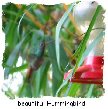 hummingbird