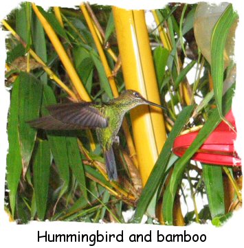 hummingbird