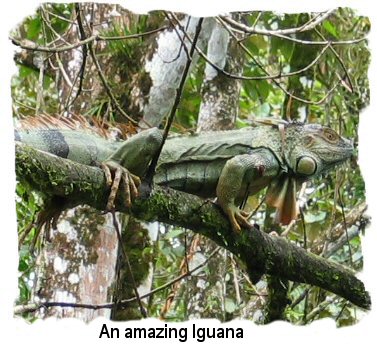 iguana