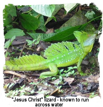 lizard