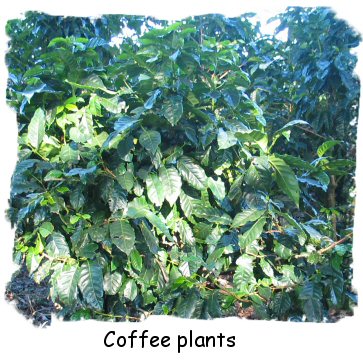 coffee plant