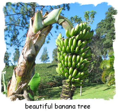 banana tree