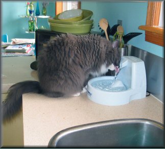 fern drinking from fountain