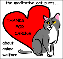 Meditative purrs
                    caring award