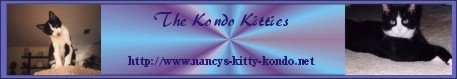 Nancy's Kitty Kondo