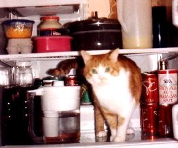 Boomer in the fridge