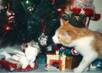 Curious kitten Boomer with Christmas tree