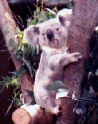 Koala in tree