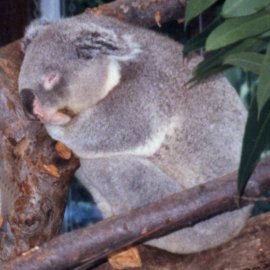 Koala