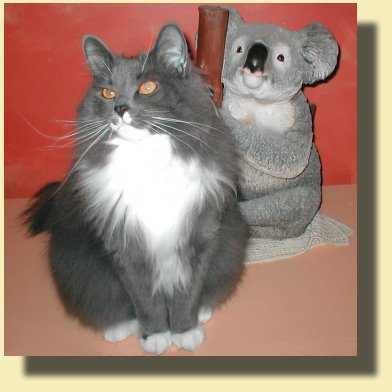 Fern the cat - koala look alike!