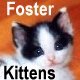 Link to Foster Kitten's page