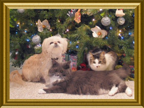 Little Princess's under the tree