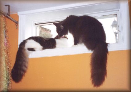 girls in window