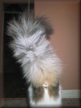FLUFFY TAIL