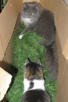 Iris & Fern in
              the box