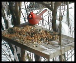 Cardinal