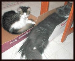 cats in boxes