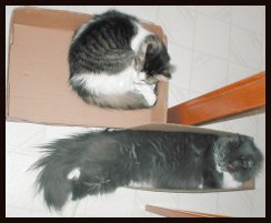 cats in boxes