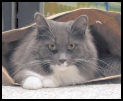 catbag