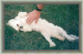 Jazmyn
          belly rub