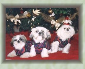 3 shih tzu's in coats